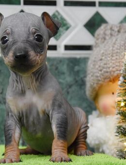 American Hairless Terrier Welpen - Hirschhorn (Pfalz)