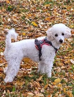 liebevolle Cookie - Amtzell