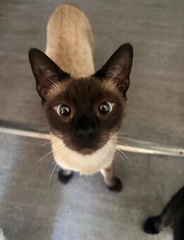 Siam Mix Kater in liebevolle Hände abzugeben - Reinsfeld