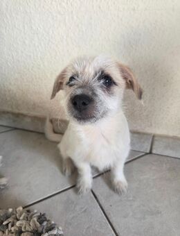 Malteser Mix Welpen - Recklinghausen