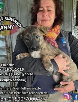 FANNY - hat noch 5 Geschwisterchen - Waakirchen