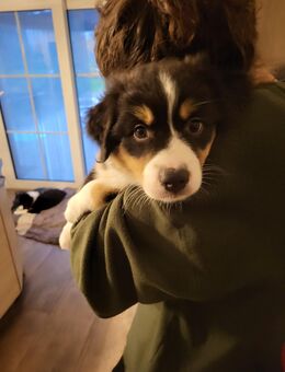 Australian shepherd Hundewelpen - Hamminkeln