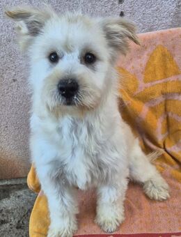 Szirén kleine Westie(-Mix)-Prinzessin - Kassel