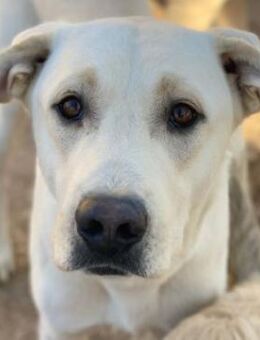 Miguel, geb. ca. 08/2024, GRIECHENLAND - Markdorf