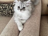 Kitten reinrassige Perser Baby Katzen - Leipzig