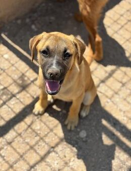 Aufgeweckte Nala - Beckingen