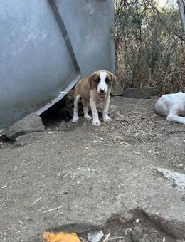 Zuhause/Pflegestelle gesucht für Ivy - Miesbach