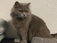 BKH BLH Britisch Langhaar Katze grau Weibchen - Weilmünster
