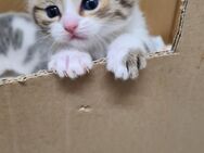 BKH Katzenbabys - Köln