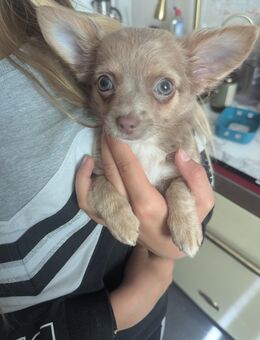 Chihuahua Mädel - Kindelbrück