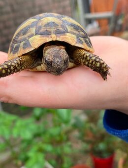 Landschildkröten suchen ein neues artgerechtes Freigehege - Nettetal