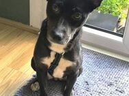 THEA mag auch Katzen - Hof