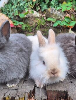 Zwergkaninchen / Hasen / Kaninchen - Schlierbach