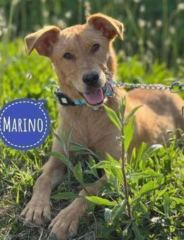 Marino ein Goldstück - Flörsheim-Dalsheim