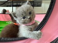 BKH Kitten Reinrassig - Mainz