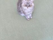 Baby Katzen - Solingen (Klingenstadt)