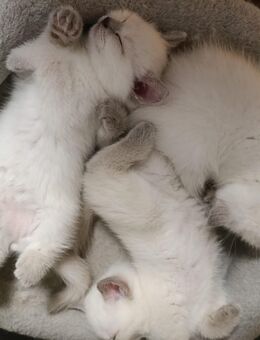 3 zauberhafte BKH Jungs mit blauen Augen - Leimen (Baden-Württemberg)