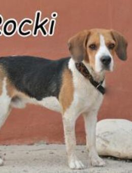 Beagle Rocki versucht seine Chance - Essingen (Rheinland-Pfalz)