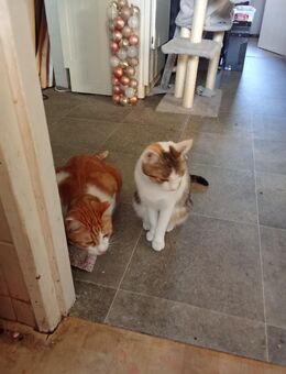 Geben unsere zwei Katzen ab - Berlin Spandau