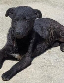 Vinn 💗schmusiger, süßer Bub sucht Liebe - Hamburg