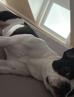 1 jährige reinrassige französische Bulldogge - Mannheim