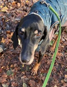 Gina sucht ihre für immer Familie! - Krefeld