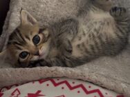 Kitten - Duisburg
