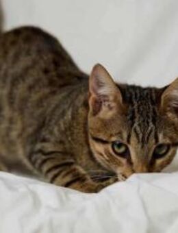 Masa, kleiner Sonnenschein, ca. 4 Monate - Vaterstetten