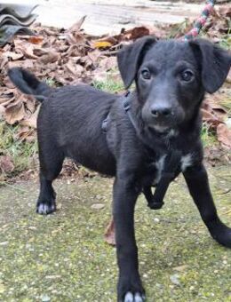 Die liebe Yoko ist voller Lebensfreude ! - Dortmund