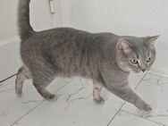 Britisch Kurzhaar Kater - Berlin Neukölln