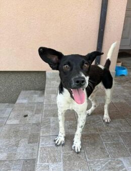 Sonnenschein Ody wartet auf Dich - Nordwalde