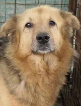 Alicia - verschmuste Seniorin - Kallmünz