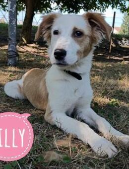 Lilly eine sanfte freundliche Hündin - Flörsheim-Dalsheim