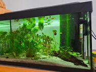 Aquarium zu verschenken - Solingen (Klingenstadt)