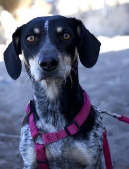 Leila-freundlich und aktiv - Haan