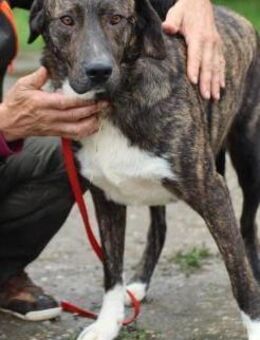 Miguel - sanfter, zutraulicher Rüde - Lohra