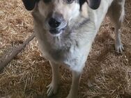 3 Rüden zu verkaufen Hütehunde - Tespe