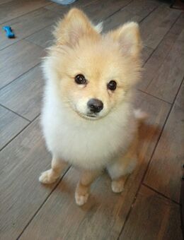 Pomerainan Spitz Welpe beige - Mannheim