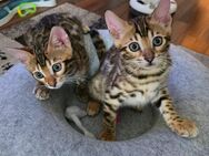 Bengal Kitten - Duisburg