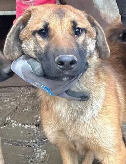 süße ERBSE ~ mit Ringelrute - Duisburg