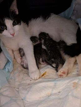 Zwei Jungkatzen/ -kater suchen ein Neues verantwortungsbewusstes Zuhause - Amberg