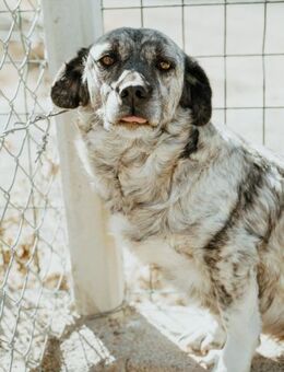 Tapsige Patpat - Stuttgart