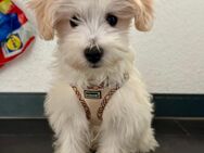Malteser Welpe - Nürnberg