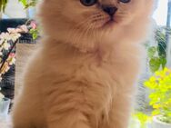 Blh Kitten / Kater - Bonn Bad Godesberg