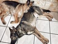 2 Deutsche Schäferhunde - Moers