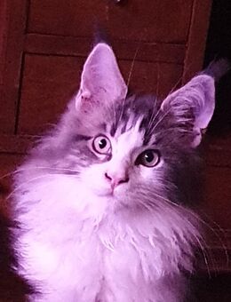 Maine Coon Boy mit tollen Luchs Pinseln - Großmehring