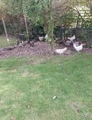 Leghorn und Königsberger Legehennen in 06217