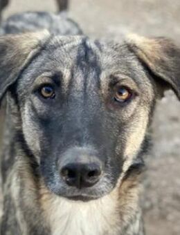 Erwin, geb. ca. 05/2024, Griechenland - Euskirchen