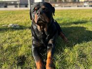 Deckrüde Rottweiler - Hagen (Stadt der FernUniversität) Zentrum