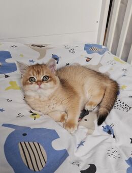 Liebevolles BKH Kitten - Schwalbach